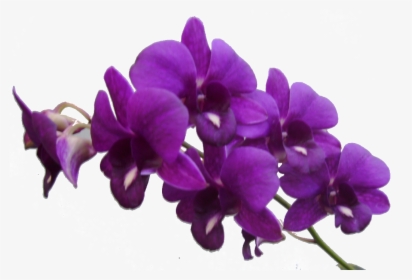 Flower Purple Violet Clip Art - Purple Orchid Flower Png, Transparent Png, Free Download