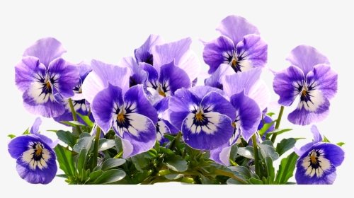 Violet Png - Flower Purple Mothers Day, Transparent Png, Free Download