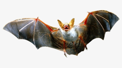 Flying Bat - Bat Png, Transparent Png, Free Download