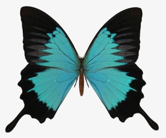 Transparent Background Butterfly Wings Transparent, HD Png Download, Free Download