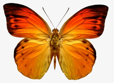 Grab And Download Butterfly Png Picture - Red And Orange Butterflies, Transparent Png, Free Download