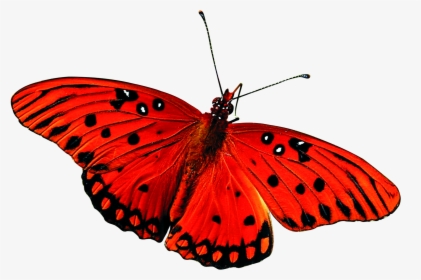 Beautiful Butterfly Png Image Two - Red Butterfly Gif Png, Transparent Png, Free Download
