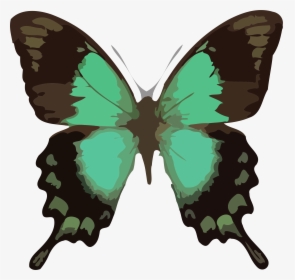 Butterfly Png Clipart Download Png - Papilio Lorquinianus, Transparent Png, Free Download