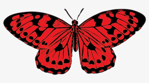 Blue And Yellow Butterfly Clipart, HD Png Download, Free Download