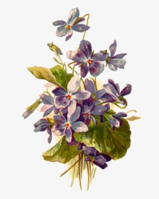 French Postcard Of Violets, - Botanical Violet Flower Illustration, HD Png Download, Free Download