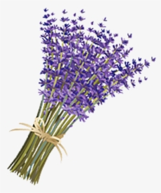 Transparent Violets Png - Transparent Lavender Flower Png, Png Download, Free Download