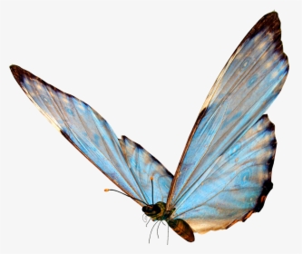 Butterflies, HD Png Download, Free Download