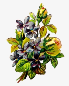 Rose Violets Flowers Floral Clipart Botanical Art Illustration - Bud, HD Png Download, Free Download