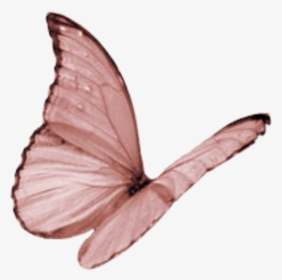 Transparent Moth Flying - Butterfly Wings Closed Flying, HD Png Download, Free Download