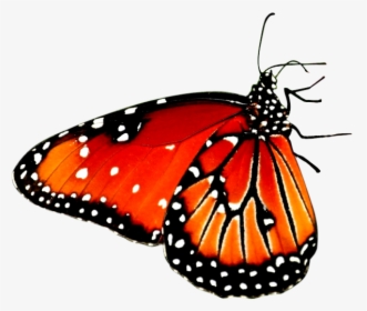 Butterfly Sitting On A Flower, HD Png Download, Free Download
