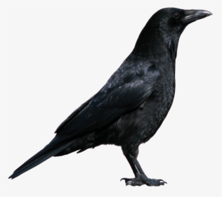 Black Crow Standing Png Image - Crow Png, Transparent Png, Free Download