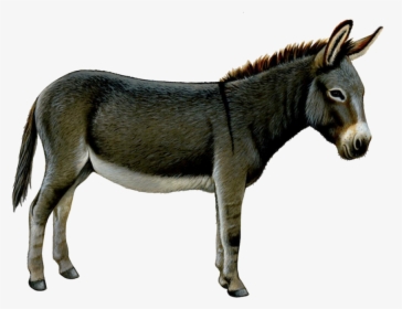 Donkey, Ass Png - Transparent Background Donkey Clip Art, Png Download, Free Download