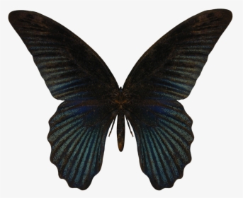 Butterfly Png Image - Transparent Black Butterfly Png, Png Download, Free Download