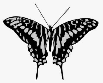 Black And Grey Butterfly Drawing - Black And Gray Butterflies, HD Png Download, Free Download