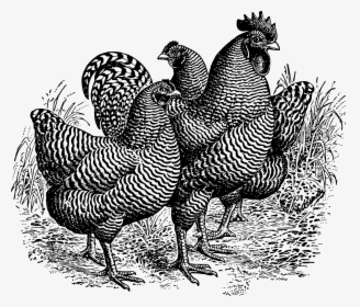 Barred Plymouth Rocks Clip Arts - Turkey, HD Png Download, Free Download