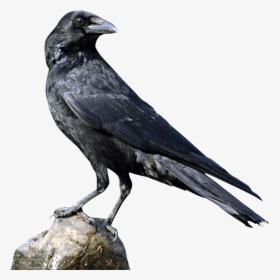 Egret Bird Png Transparent Image - Crow Png, Png Download, Free Download