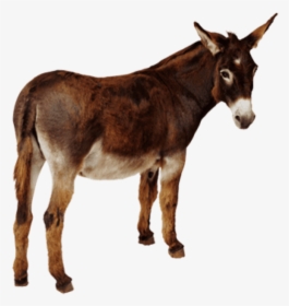 Donkey Png, Transparent Png, Free Download