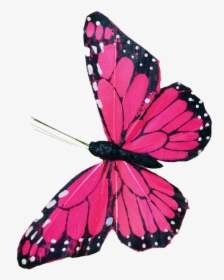 Pink Butterfly Clip Art - Butterfly Pic Hd Psd File, HD Png Download, Free Download