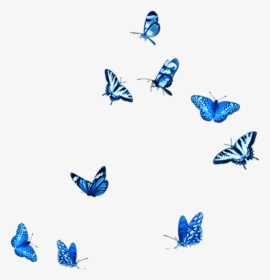 #blue #butterfly #fly #animals #stickers - Blue Butterflies Png, Transparent Png, Free Download
