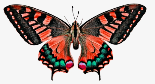 Nature, Animals, Butterfly, Insect, Flying, Wing, Probe - Butterfly Nature Animals, HD Png Download, Free Download