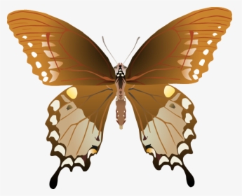Butterfly Png Images Png - Papilio Troilus Male And Female, Transparent Png, Free Download