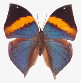 Free Download Of Butterfly Icon - Butterfly, HD Png Download, Free Download
