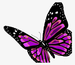 Transparent Butterfly Woman Clipart - Monarch Butterfly Png, Png Download, Free Download