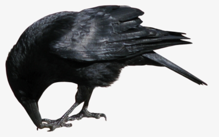 Crow Eating Png, Transparent Png, Free Download