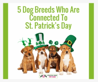 5 Dog Breeds Who Are Connected To St - International Women's Day Australia, HD Png Download, Free Download