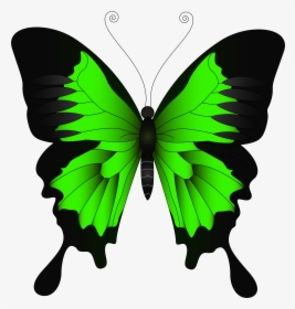Butterfly Clipart Green Png - Yellow Butterfly Png, Transparent Png, Free Download