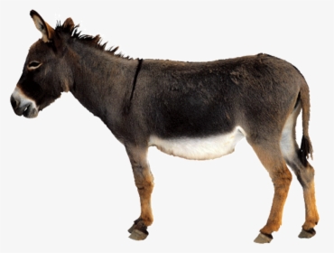 Donkey Icon Png, Transparent Png, Free Download