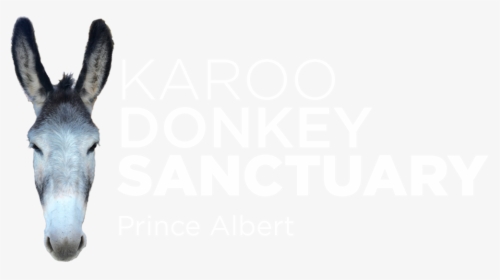 Donkey Head Png - Donkey Sanctuary Prince Albert, Transparent Png, Free Download