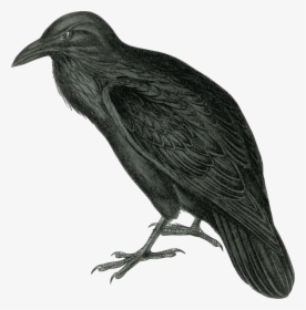 Crow Free Png Transparent Background Images Free Download - Public Domain Raven, Png Download, Free Download