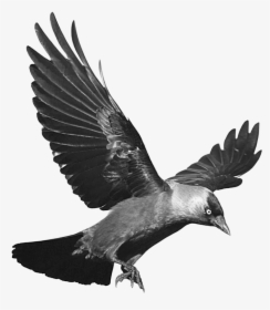 Raven Png - Raven Transparent Background, Png Download, Free Download