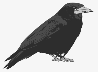 Perching Bird,crow Like Bird,rook - Raven Bird Cartoon, HD Png Download, Free Download