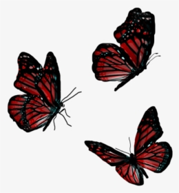 #butterfly #animals #flying #red - Flying Red Butterfly Png, Transparent Png, Free Download