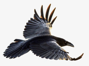 Raven Png - Flying Crow Transparent Background, Png Download, Free Download