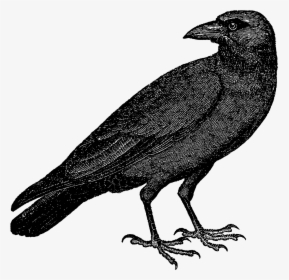 Halloween Crow Transparent Background Png, Png Download, Free Download