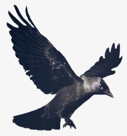 Crow Drawing Gothic - Black Crow Bird Logo, HD Png Download, Free Download