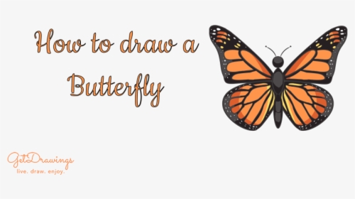 How To Draw A Butterfly - Butterfly, HD Png Download, Free Download