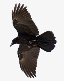 Raven - Raven Bird, HD Png Download, Free Download