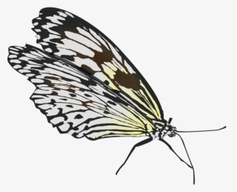 Fold Wings Butterfly, HD Png Download, Free Download