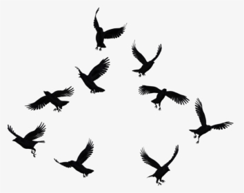 Flock Of Crows Png, Transparent Png, Free Download