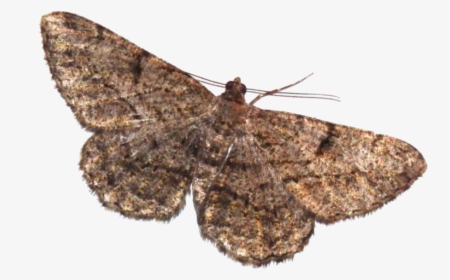 Moth Png Transparent Picture - Transparent Moth Png, Png Download, Free Download