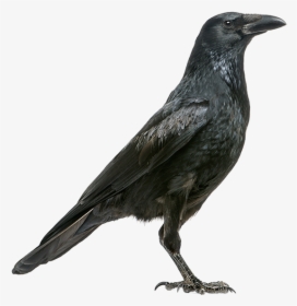 Crow Png Free Download - Crow Side View, Transparent Png, Free Download