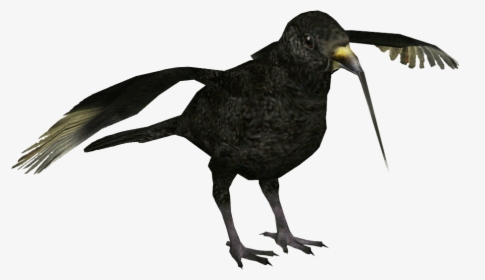 American Crow , Png Download - Oystercatcher, Transparent Png, Free Download