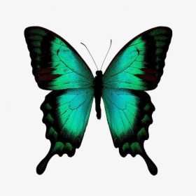 Colorful Butterfly Png Free Background - Green Swallowtail Butterfly, Transparent Png, Free Download