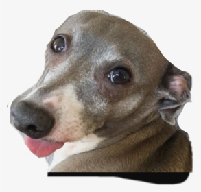 Transparent Jenna Marbles Png - Kermit Jenna Marbles Breed, Png Download, Free Download