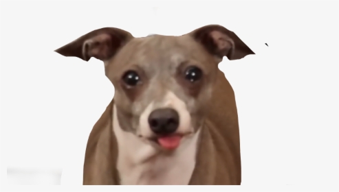 #jennamarbles #kermit #peach #marbles #marble #funny - Transparent Jenna Marbles Dogs, HD Png Download, Free Download