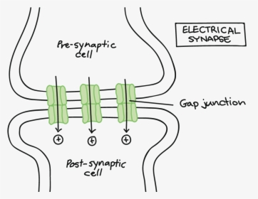 Electrical Synapse, HD Png Download, Free Download